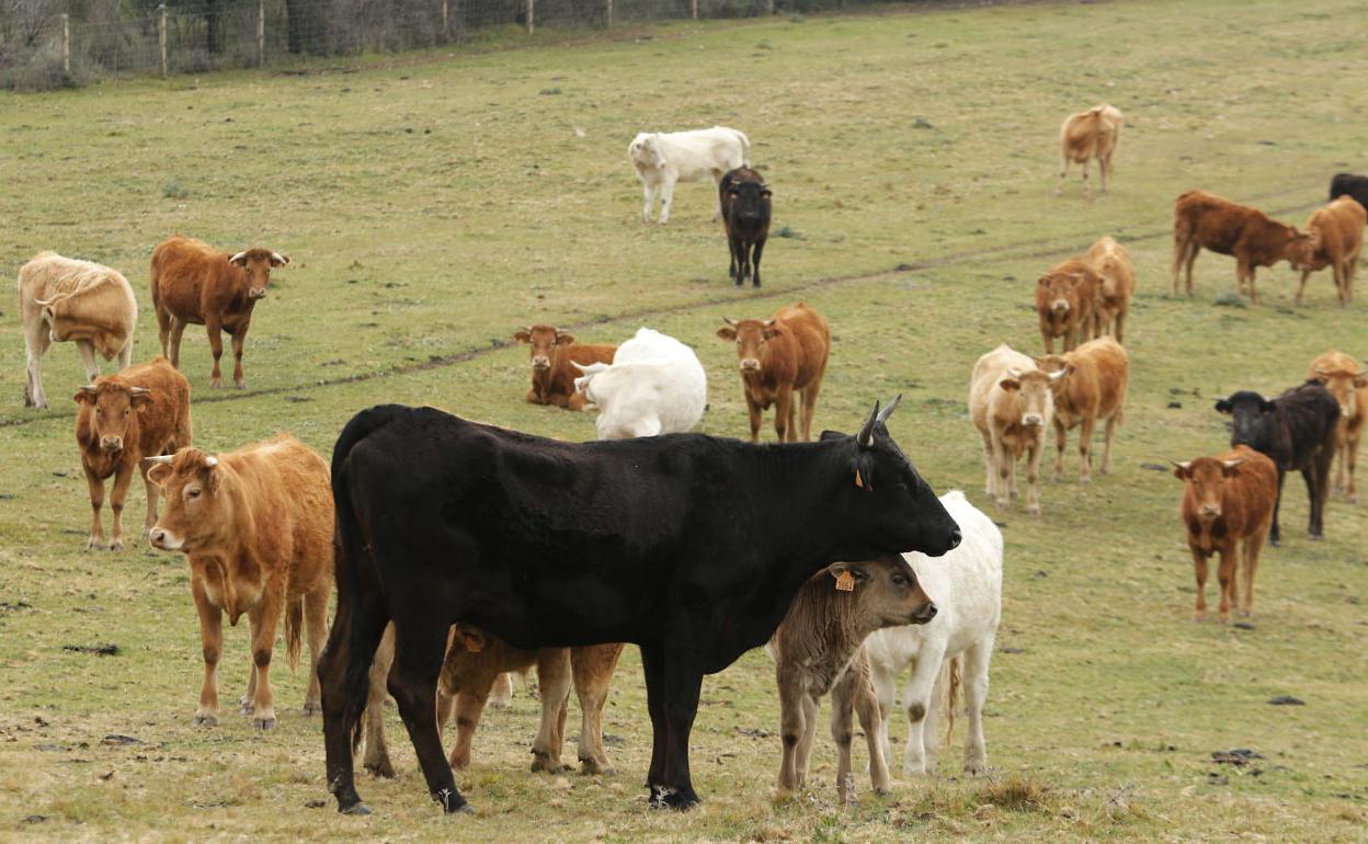 Técnicos de la FAO visitarán Moraleja en otoño para trabajar en la creación de una bio-región