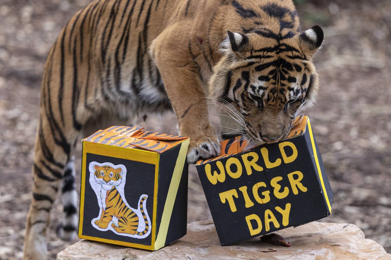 Indrah, un tigre de Sumatra de nueve años de edad durante el Día Internacional del Tigre en el Zoológico de Melbourne en Melbourne