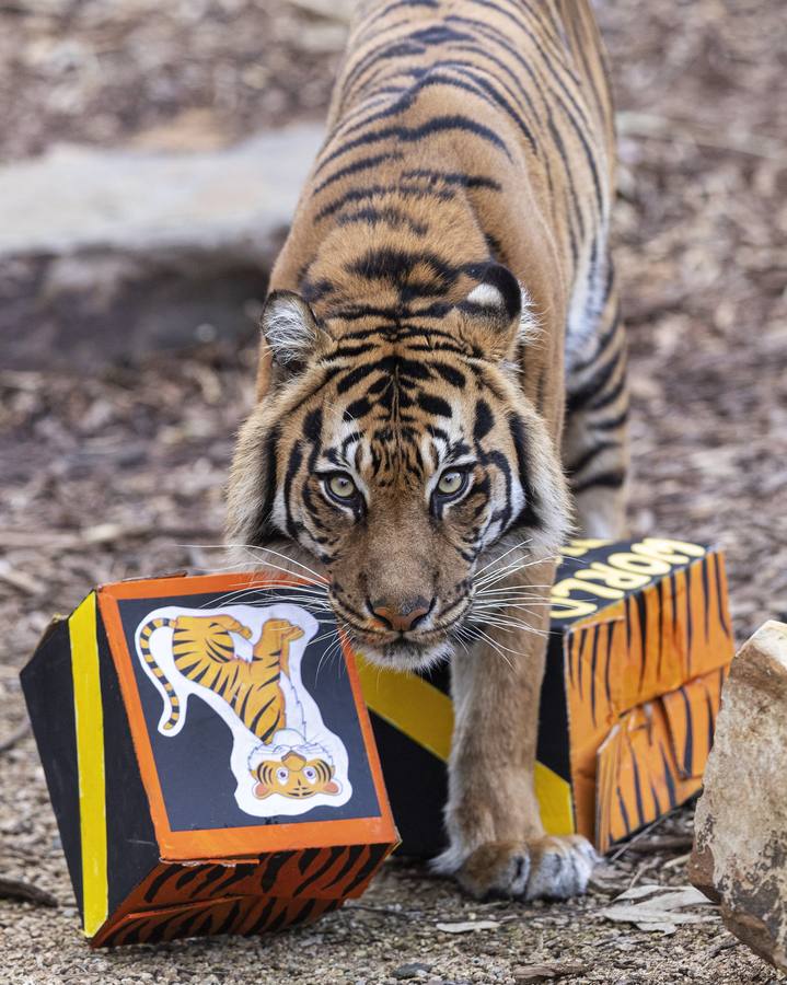 Indrah, un tigre de Sumatra de nueve años de edad durante el Día Internacional del Tigre en el Zoológico de Melbourne en Melbourne