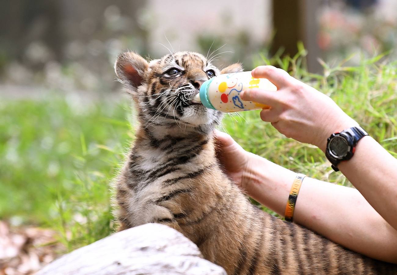 Nelson, un cachorro de tigre de Sumatra de ocho semanas de edad, será visto en su primera salida en el Día Internacional del Tigre en el Zoológico de Australia en Beerwah