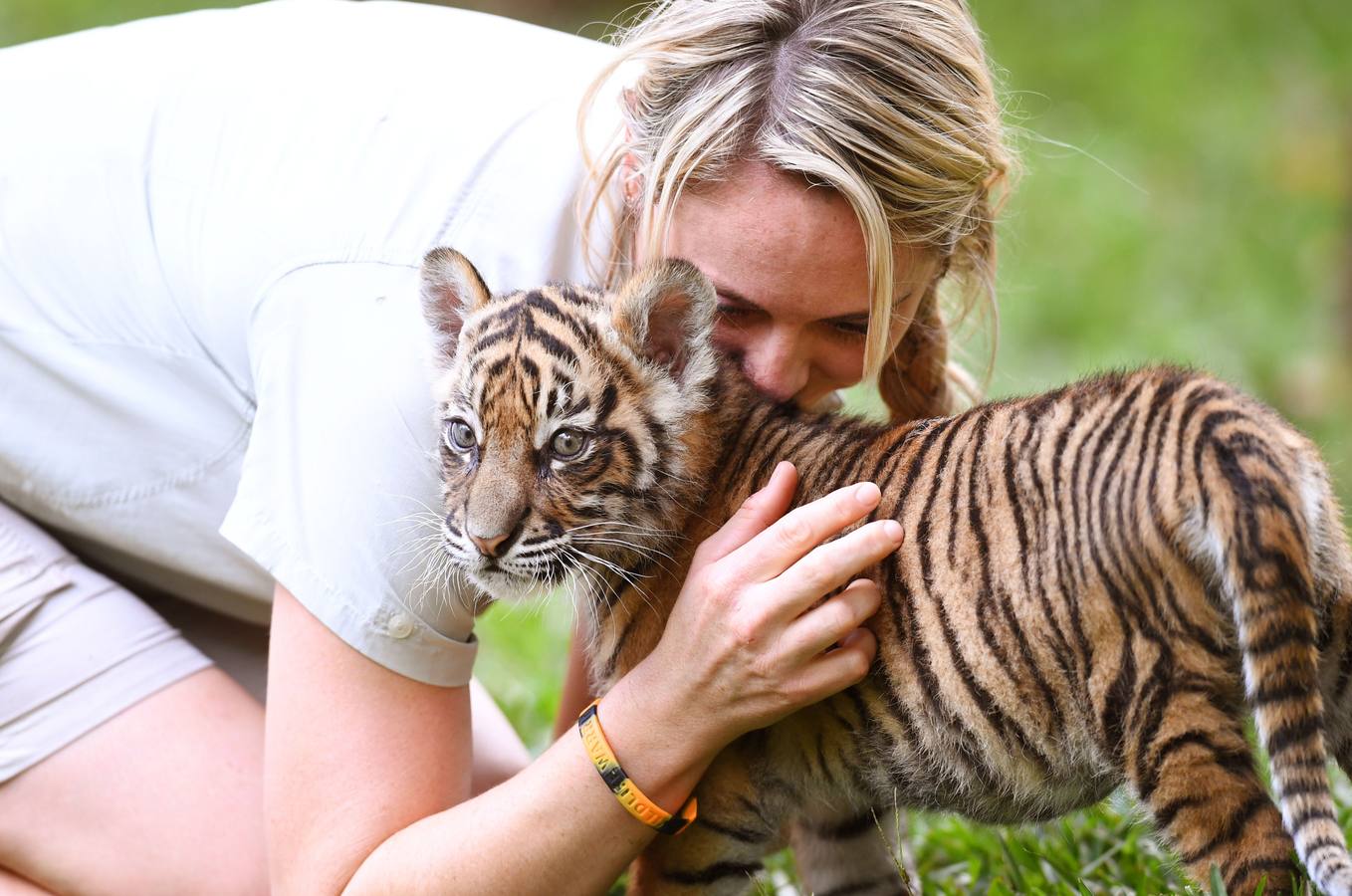 Nelson, un cachorro de tigre de Sumatra de ocho semanas de edad, será visto en su primera salida en el Día Internacional del Tigre en el Zoológico de Australia en Beerwah