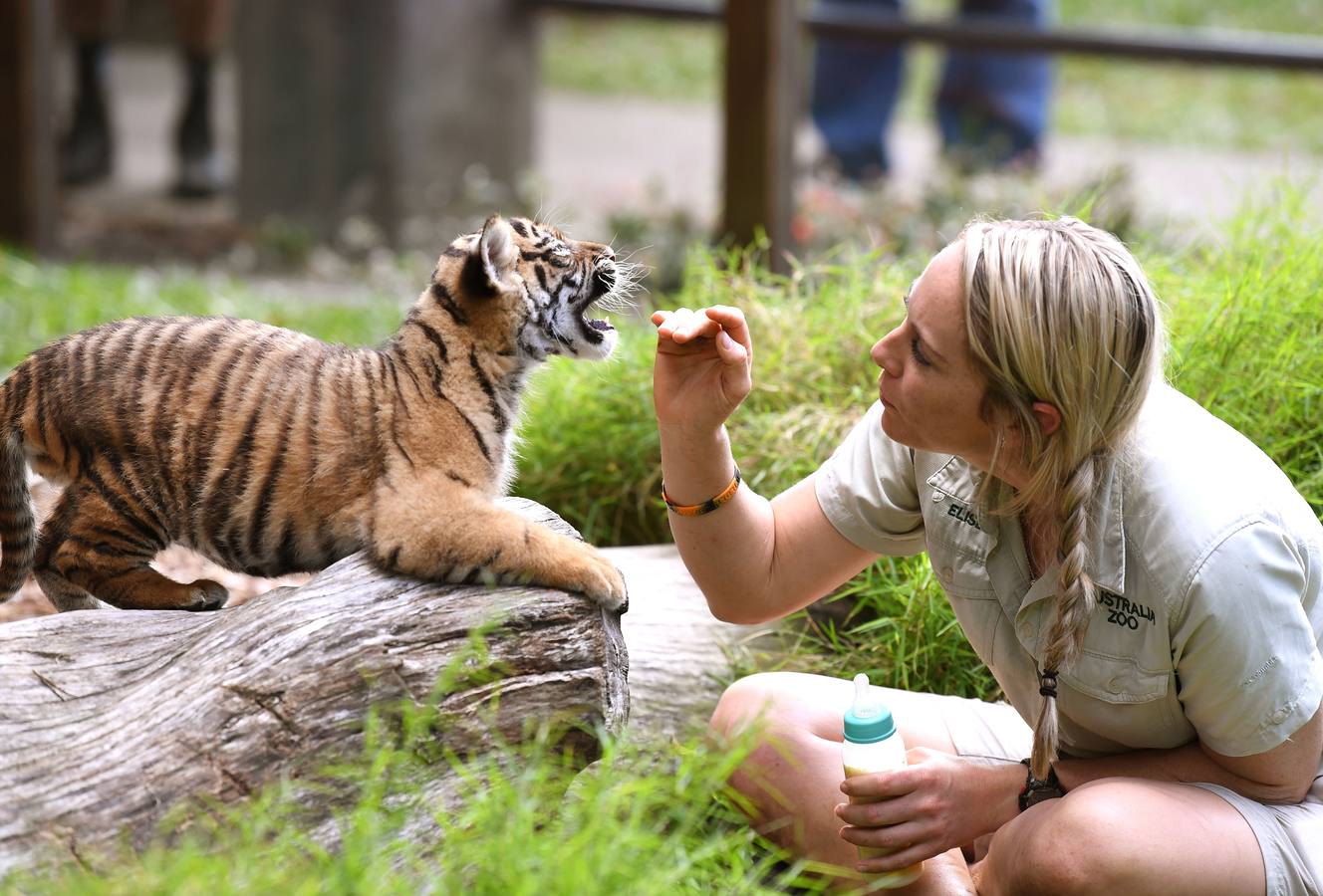 Nelson, un cachorro de tigre de Sumatra de ocho semanas de edad, será visto en su primera salida en el Día Internacional del Tigre en el Zoológico de Australia en Beerwah