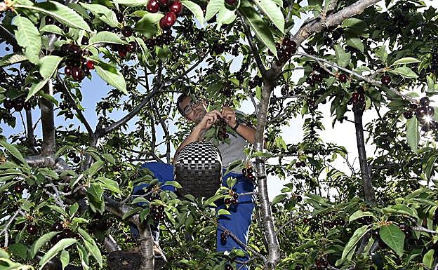 La recogida de la fruta se hace de forma manual.