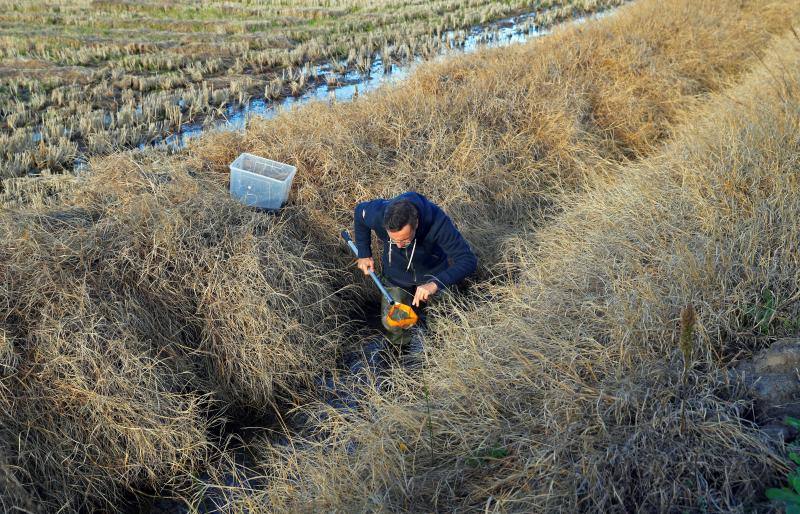 Pedro Anastácio, investigador de la Universidad de Évora (Portugal), en un arrozal de Salvaterra de Magos. EFE/ J.J.Guillen