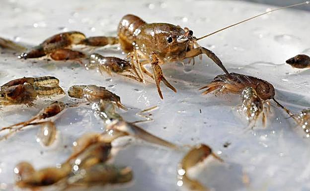 Varios ejemplares de especies exóticas invasoras de los arrozales en Salvaterra de Magos (Portugal). EFE/ J.J.Guillen