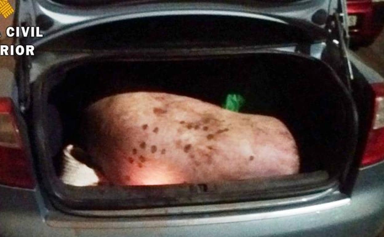 Imagen de un cerdo cuando era transportado en el maletero de un coche.