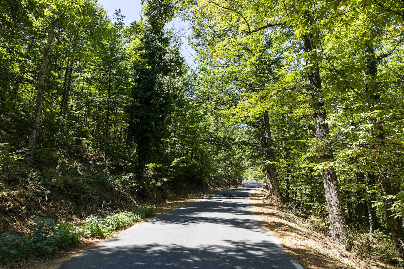 CC-102, castañar de Hervas. 