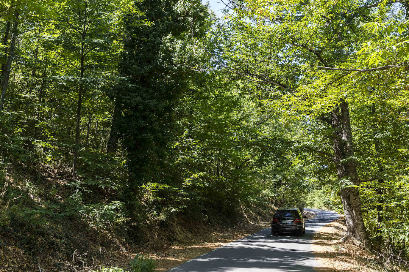 CC-102, castañar de Hervas. 