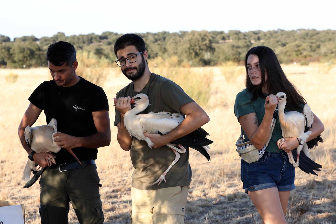 Fotos: Aves que emprenden de nuevo el vuelo