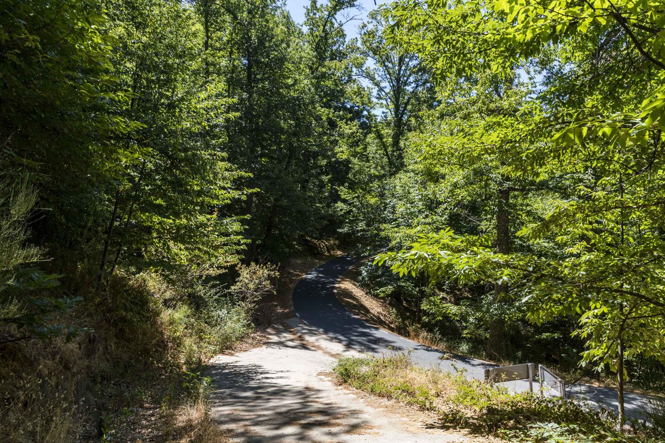 La arboleda envuelve la carretera que comunica los valles del Ambroz y el Jerte.