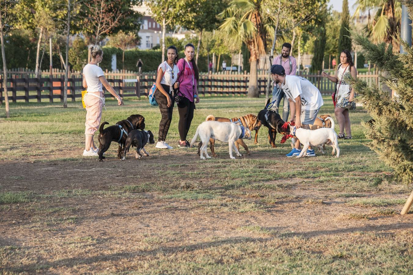 Fotos: El parque donde solo juegan los perros