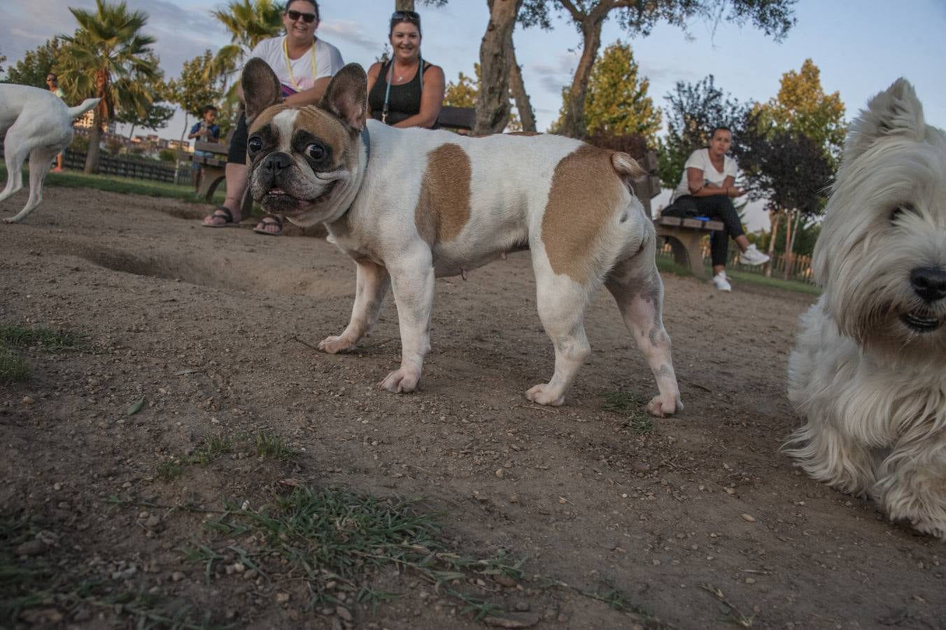 Fotos: El parque donde solo juegan los perros