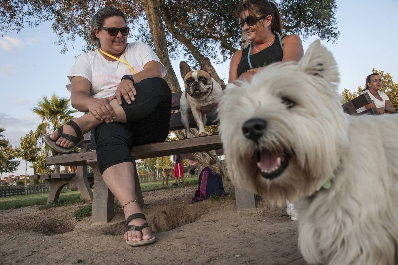 Fotos: El parque donde solo juegan los perros