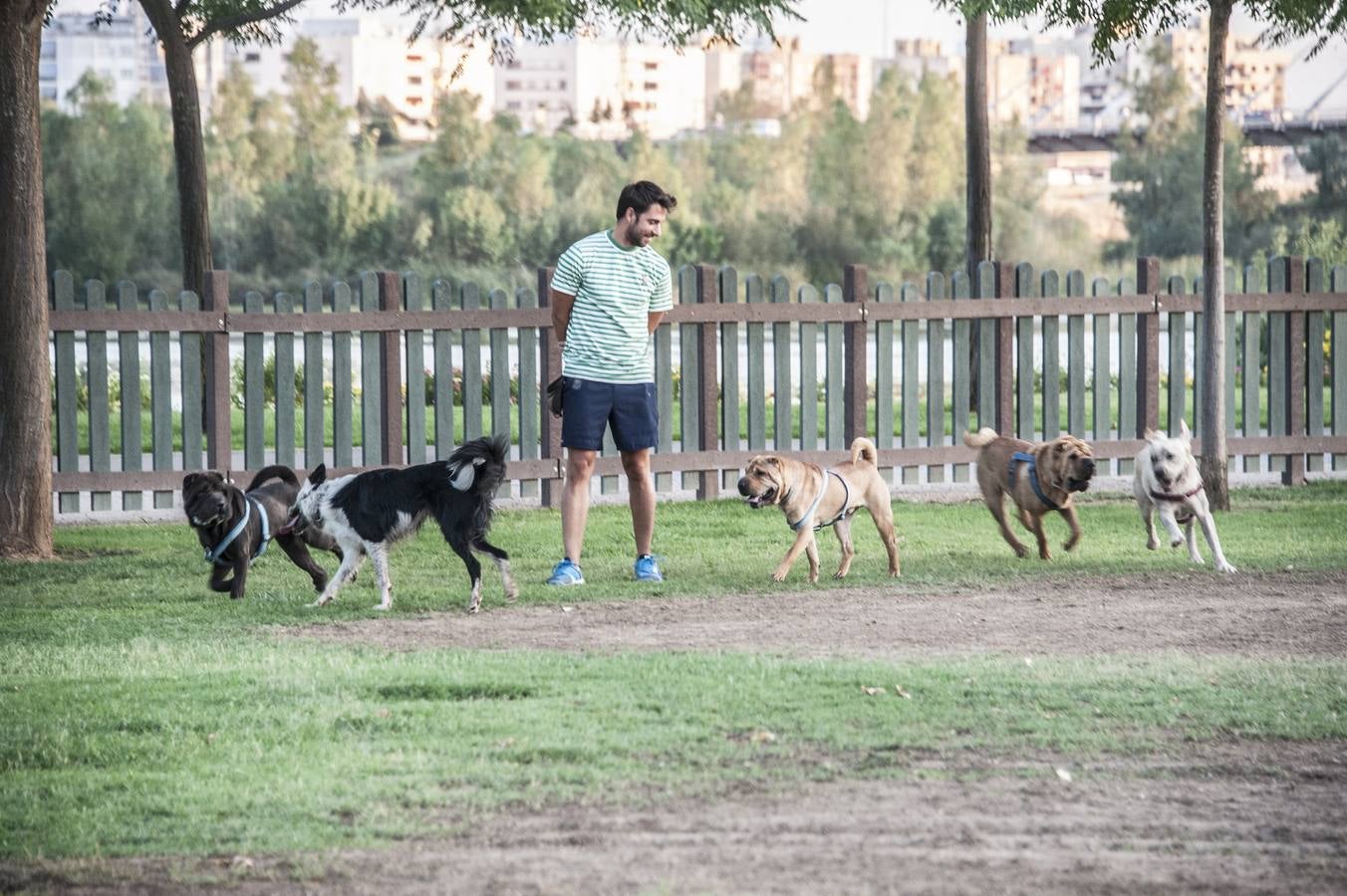 Fotos: El parque donde solo juegan los perros