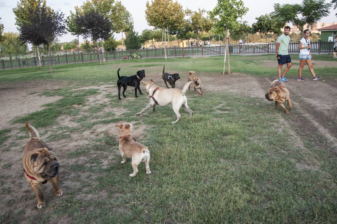 Fotos: El parque donde solo juegan los perros