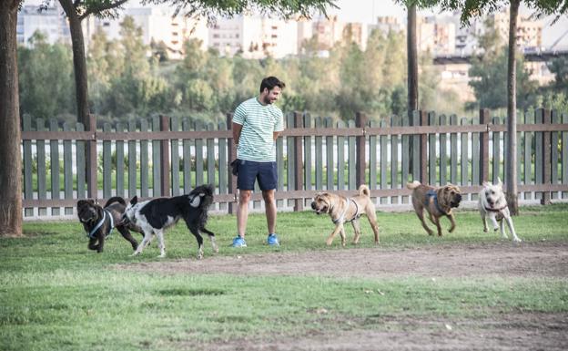 Cinco perros corriendo en el recinto junto al dueño de uno de ellos.