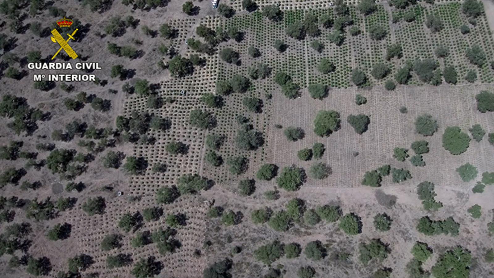 Fotos: 22.000 plantas de cánnabis en la dehesa extremeña