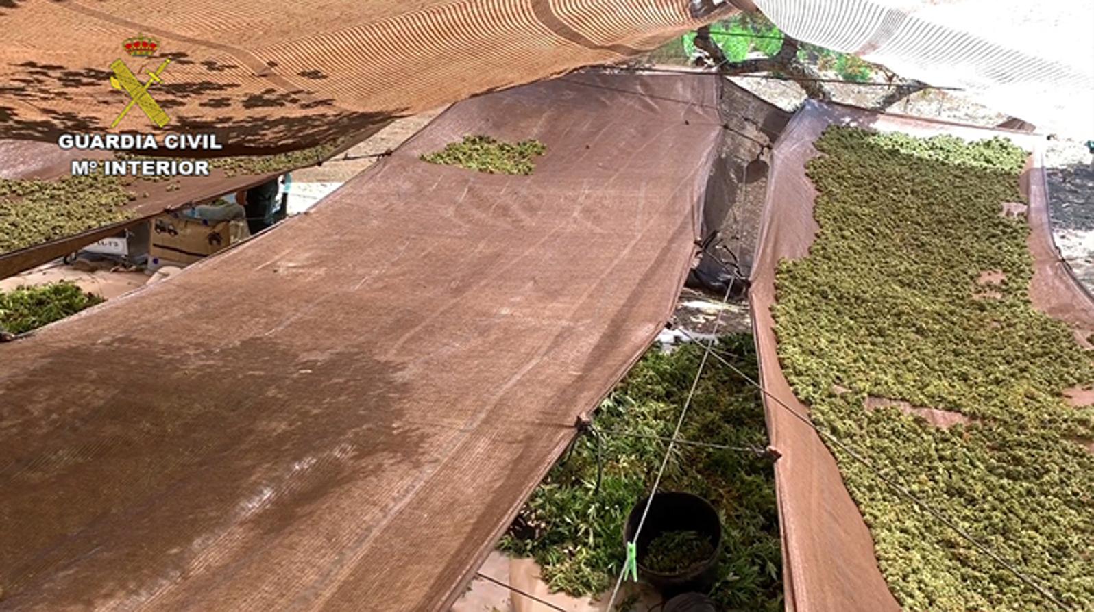 Fotos: 22.000 plantas de cánnabis en la dehesa extremeña