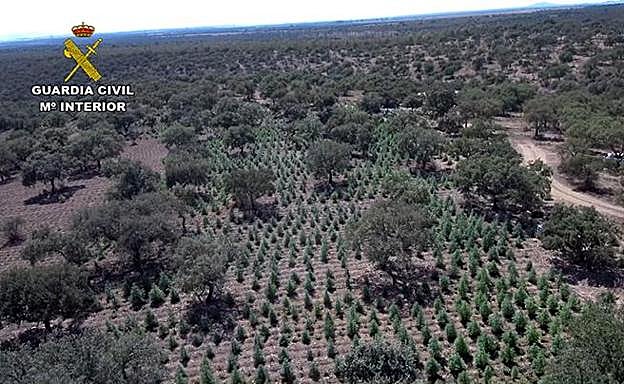 Imagen principal - La Guardia Civil desmantela en Alcuéscar la mayor plantación de marihuana de Extremadura