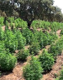 Imagen secundaria 2 - La Guardia Civil desmantela en Alcuéscar la mayor plantación de marihuana de Extremadura