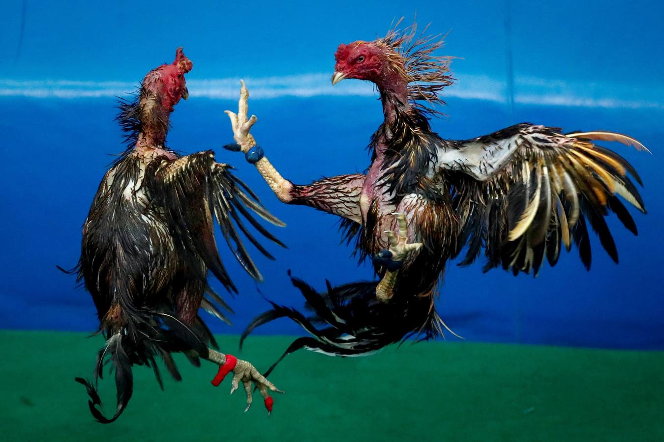 Fotos: Peleas de gallos en Tailandia