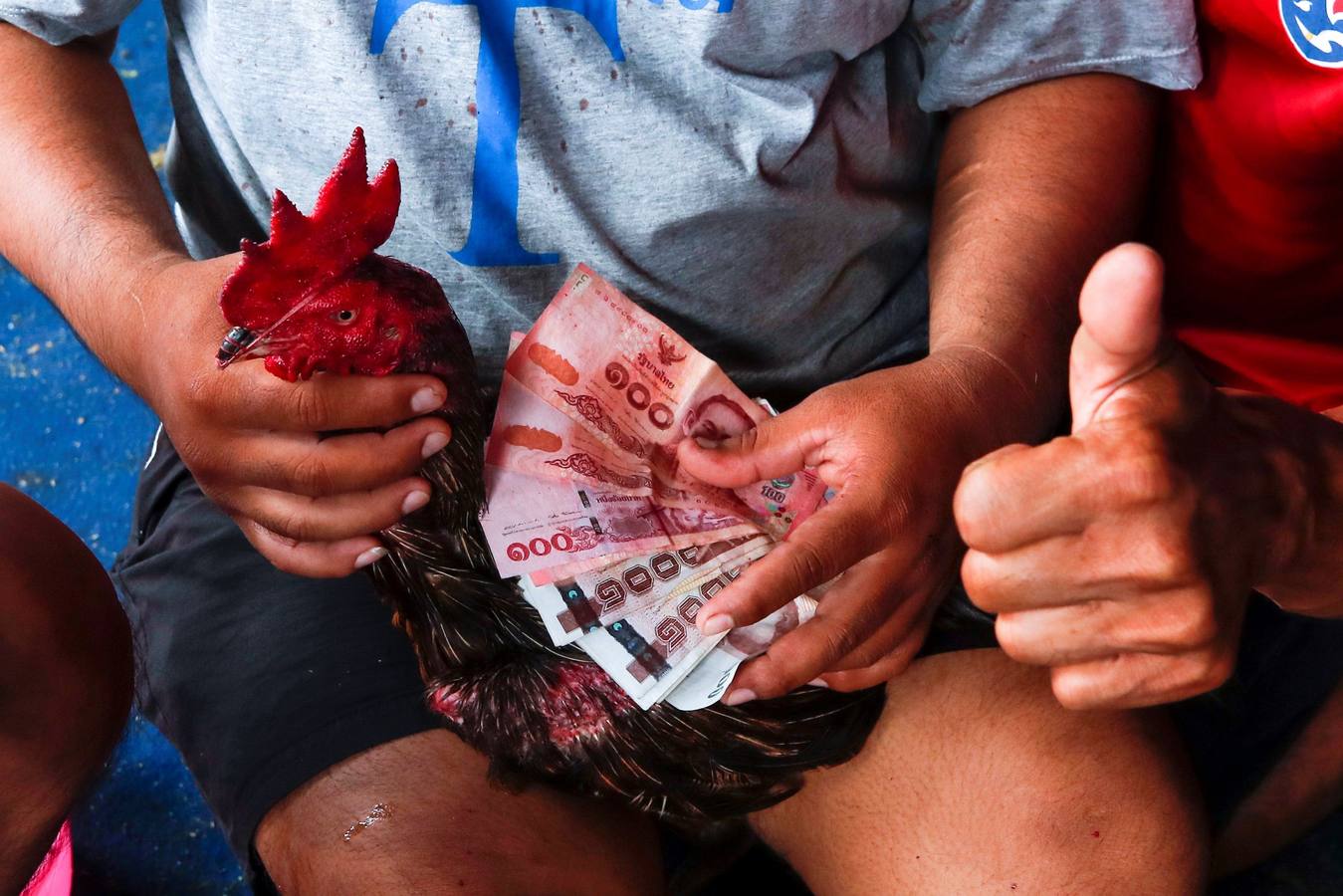 Fotos: Peleas de gallos en Tailandia