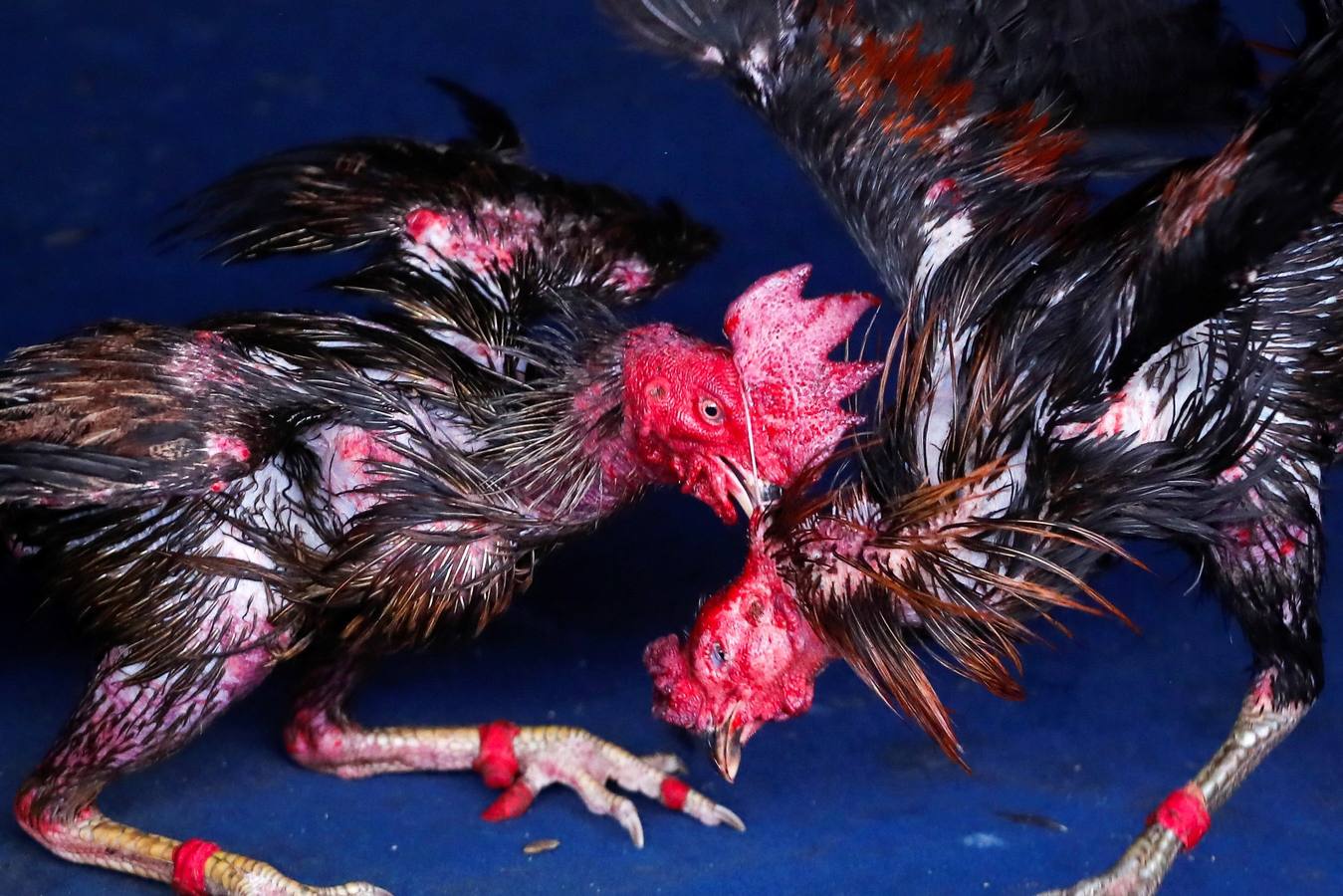 Fotos: Peleas de gallos en Tailandia