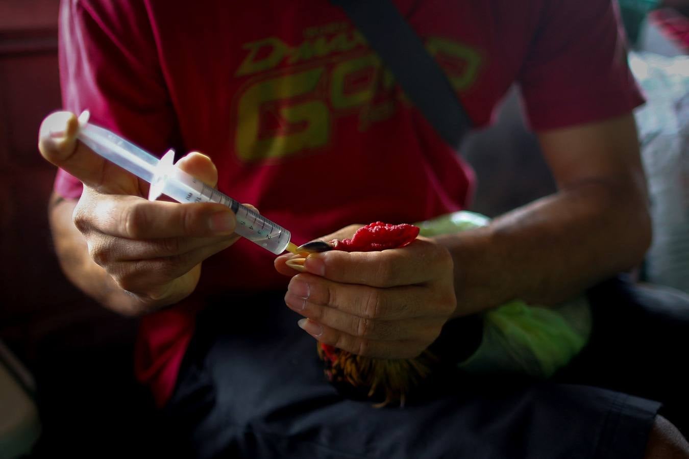 Fotos: Peleas de gallos en Tailandia