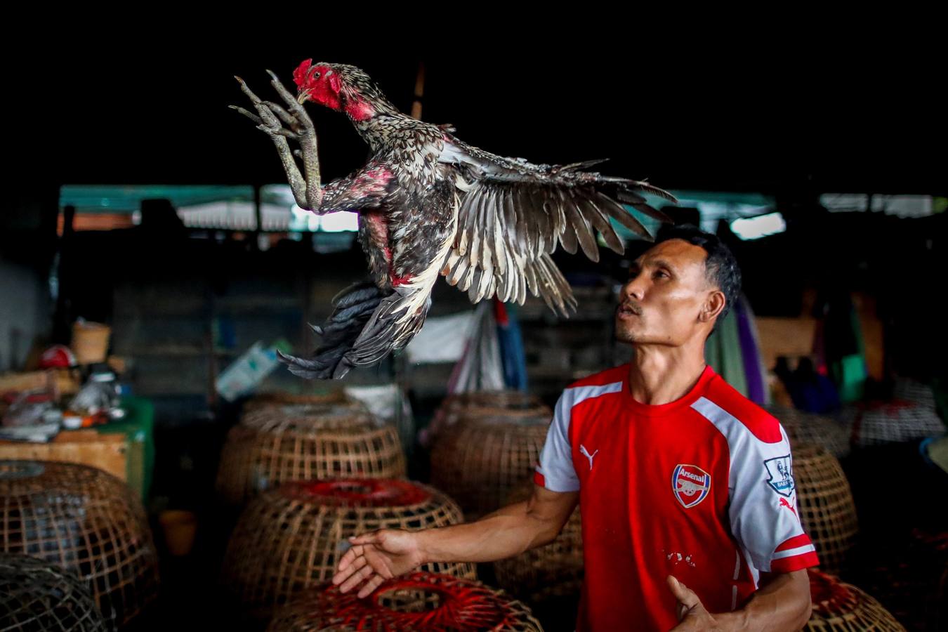 Fotos: Peleas de gallos en Tailandia