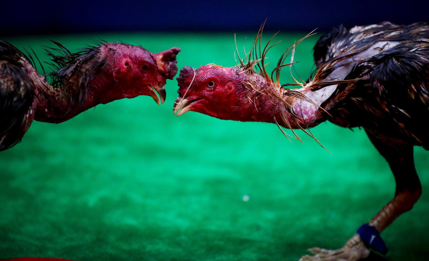 Fotos: Peleas de gallos en Tailandia