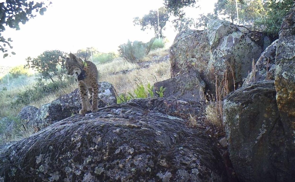 A más linces, menos depredadores pequeños y más presas