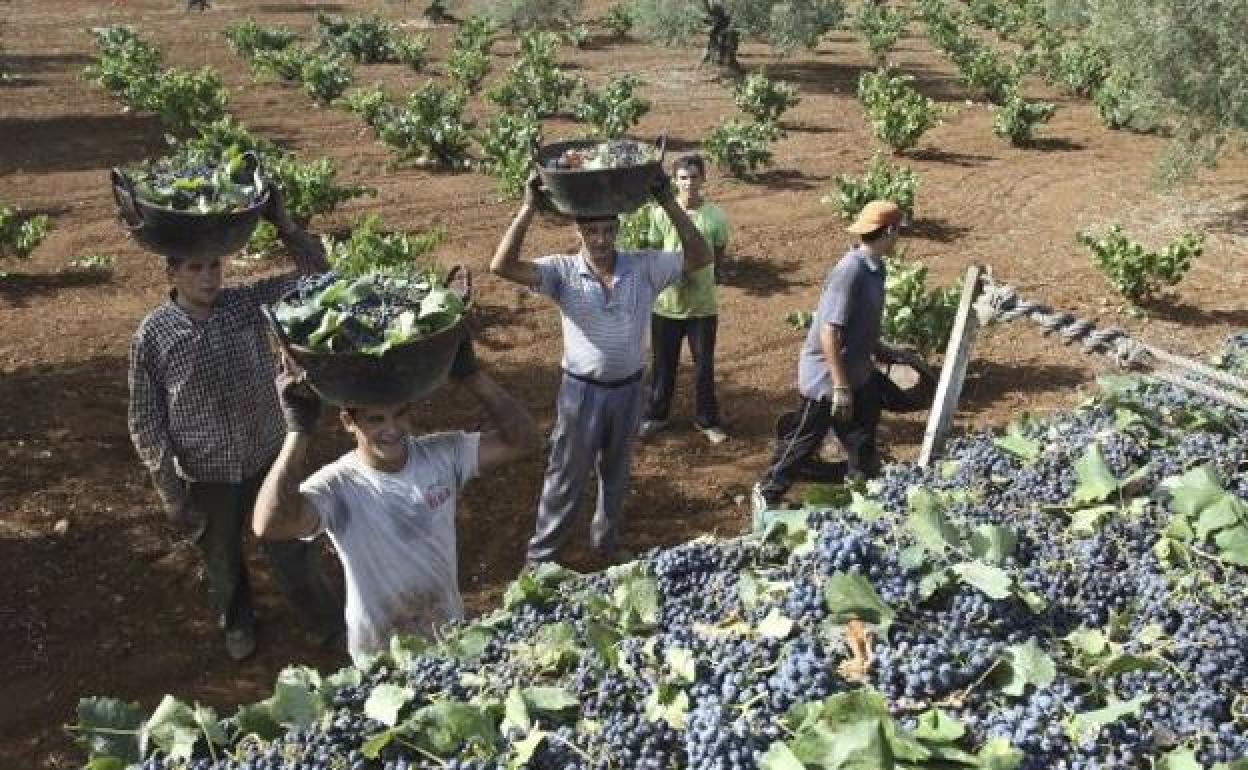 Los agricultores extremeños reciben 529 millones del Feaga hasta el 31 de agosto