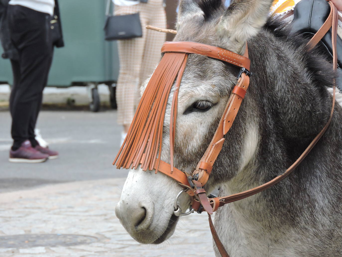 Fotos: Galería de fotos del Paseo a Caballo 2019 en Fregenal