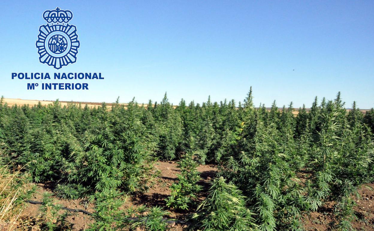 Plantas de marihuana localizadas por la Policía Nacional:: 