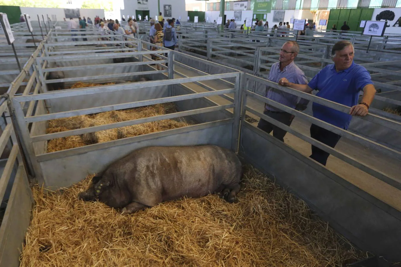 Fotos: Feria del ganado de Zafra