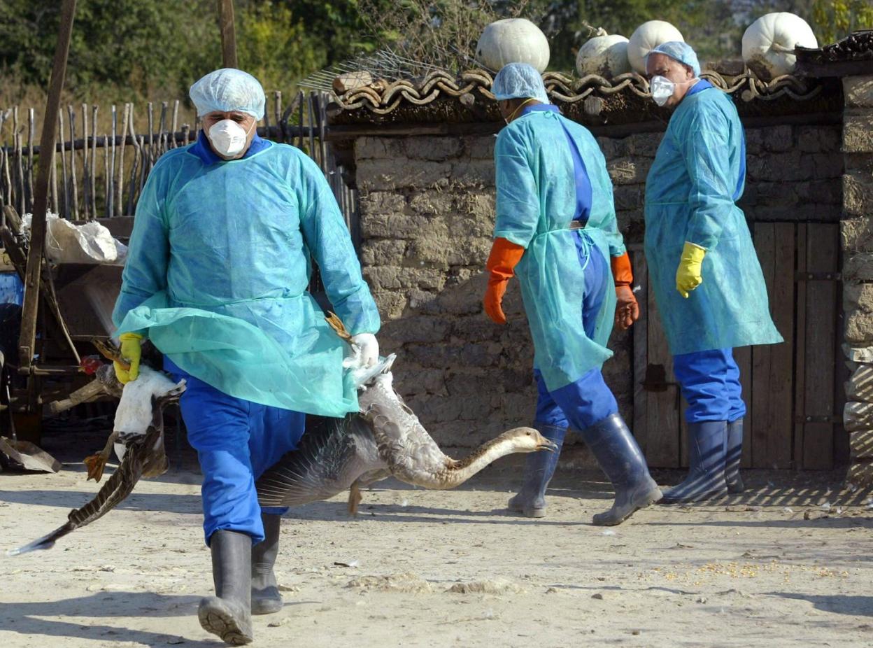 Recogiendo patos afectados por la gripe aviar. :: efe