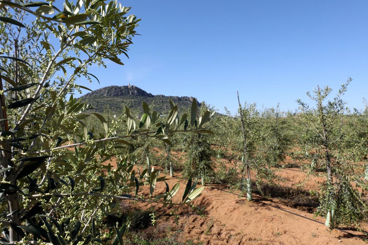 Explotación de olivar superintensivo en La Zarza, en la comarca de Mérida. :: brígido