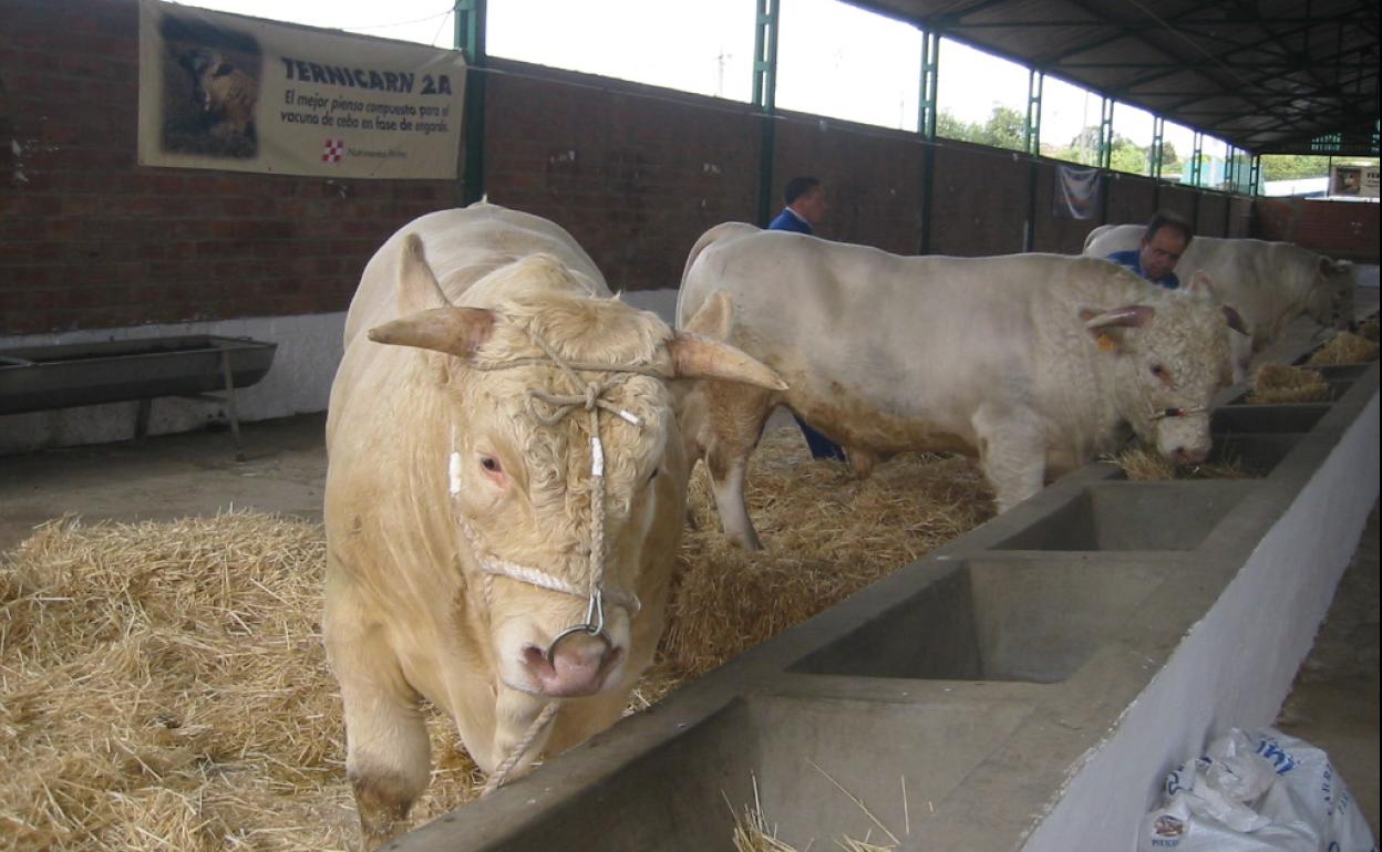 La feria de ganado bovino de Albalá reúne a más de un centenar de ejemplares