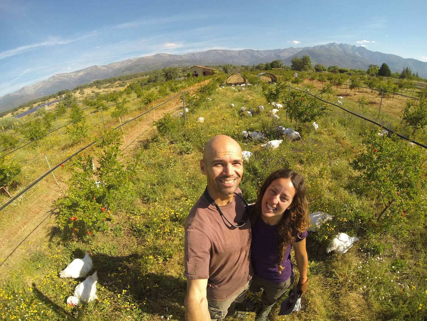 La empresa Granjea cría pollos y cultiva granadas con métodos ecológicos 