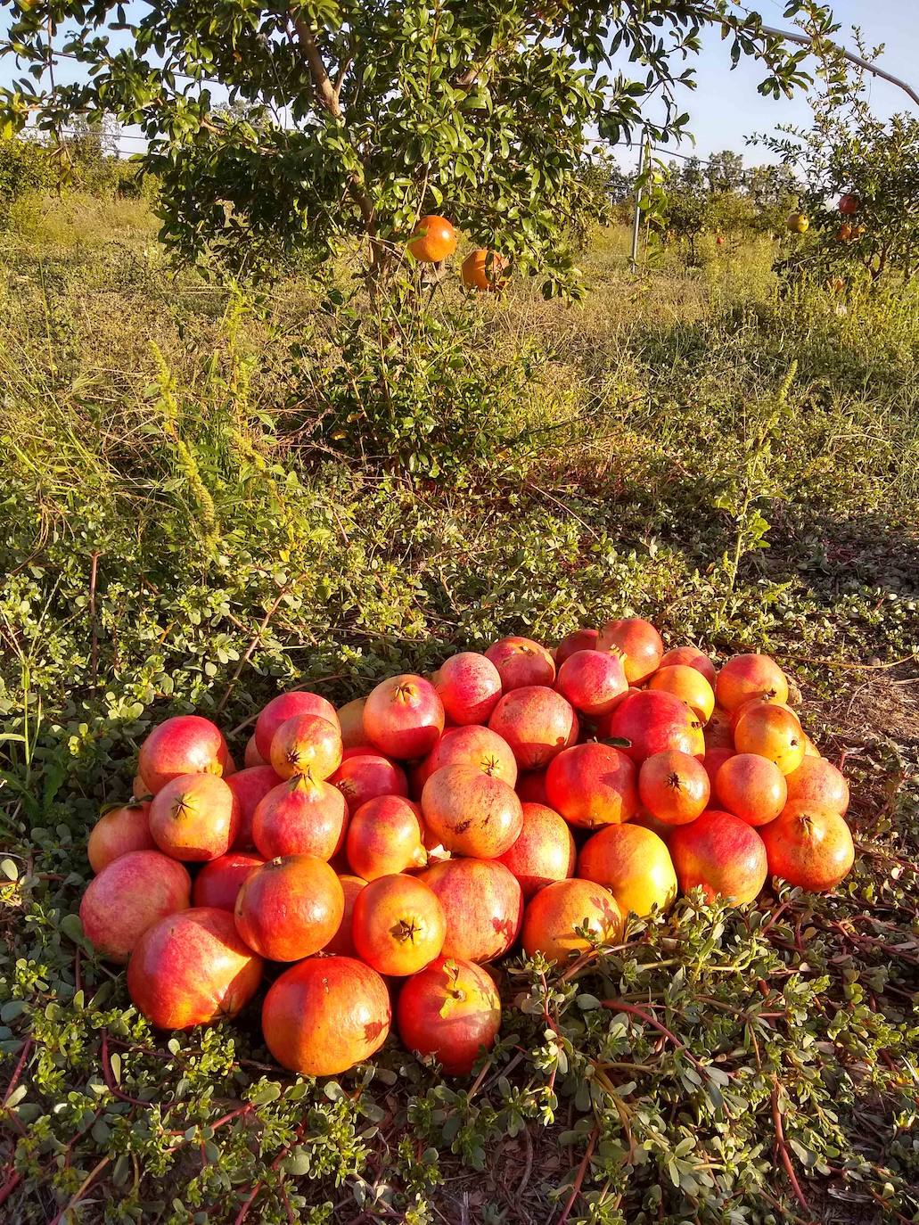 La empresa Granjea cría pollos y cultiva granadas con métodos ecológicos 