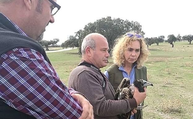 Liberación en el centro de la provincia de Cáceres del alimoche recupardo en Portugal:: HOY