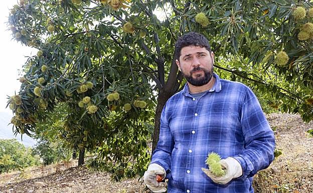 Efrén Martín recoge reizos de muestra en una finca de Navezuelas:: 