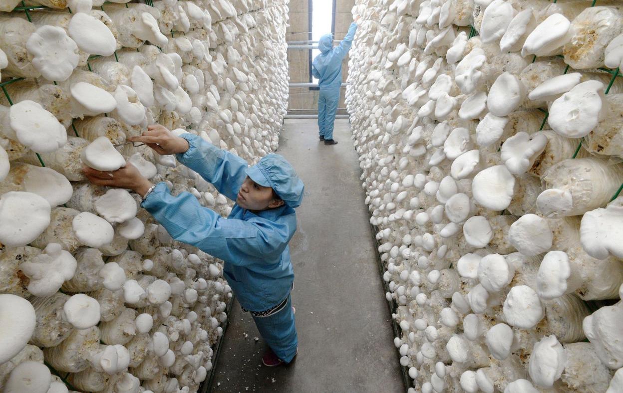 Aspecto del interior de una granja china de setas cultivadas. :: AFP