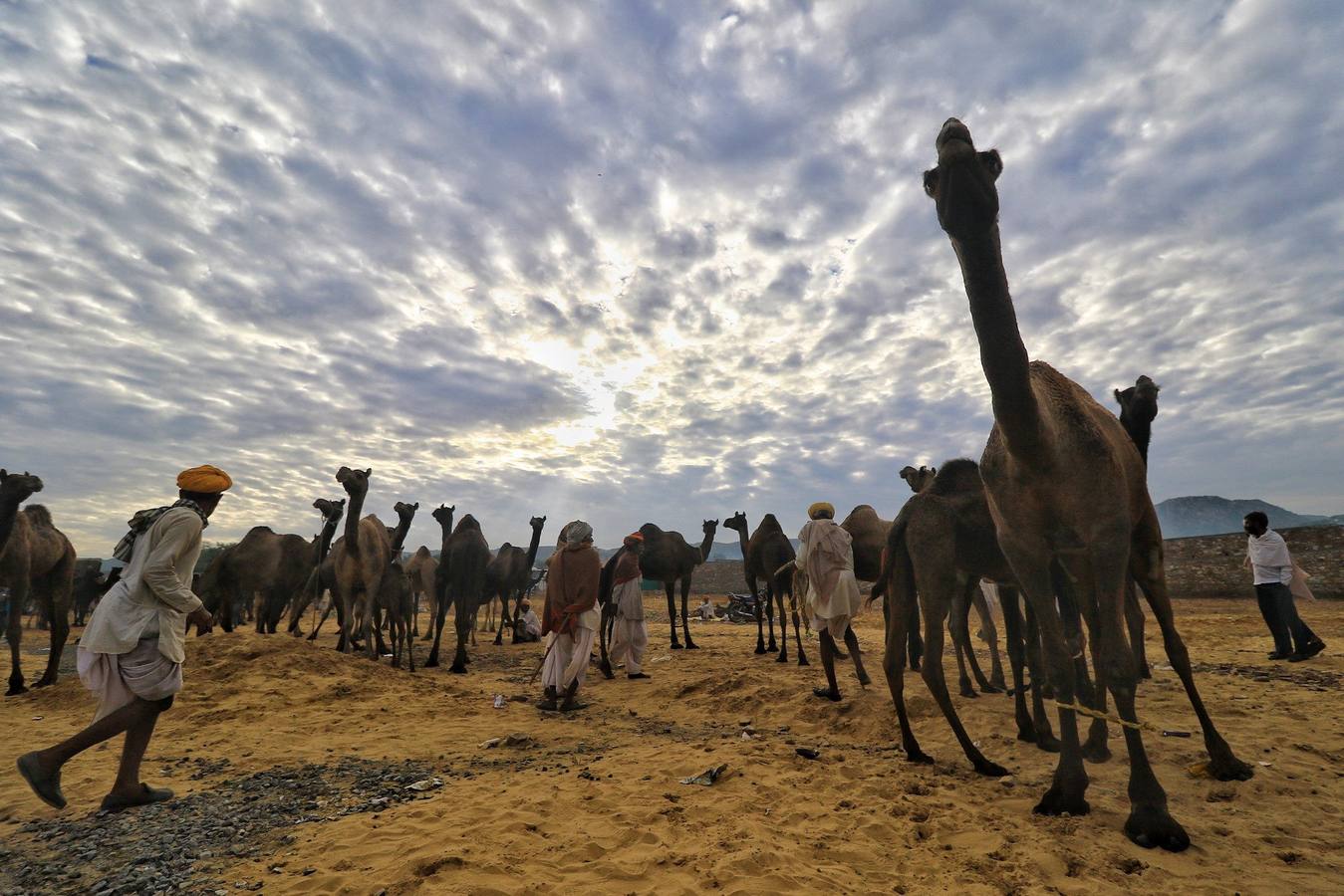 Fotos: Comerciantes de camellos durante la Feria Pushkar 2019
