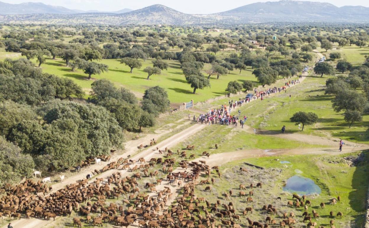 Los participantes podrán caminar por una cañada real con un rebaño de ovejas de raza autóctona merina negra:: HOY