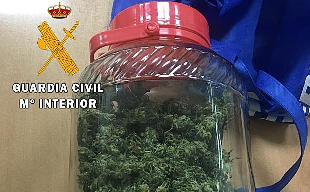 Cogollos de marihuana intervenidos en el término municipal de Casatejada:: HOY