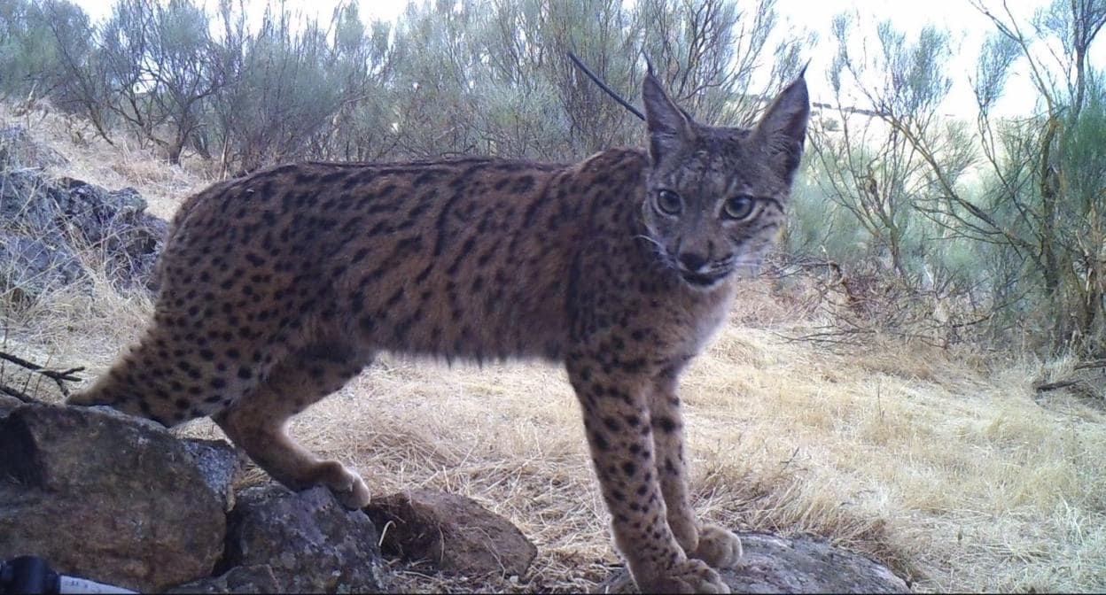 Ejemplar de lince liberado en el valle del Matachel dentro del programa de protección de la Junta. :: hoy