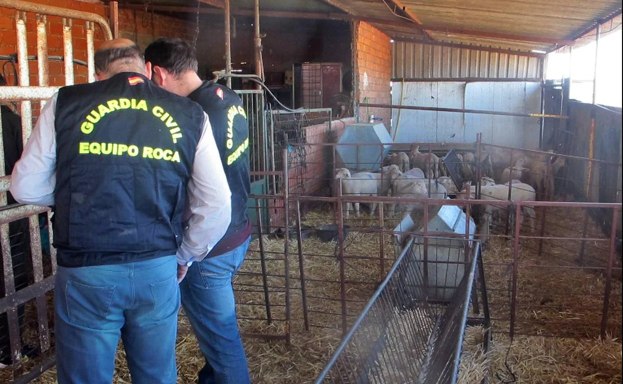 La Guardia Civil desarticula un grupo criminal organizado que se dedicaba al robo de ovejas en La Serena