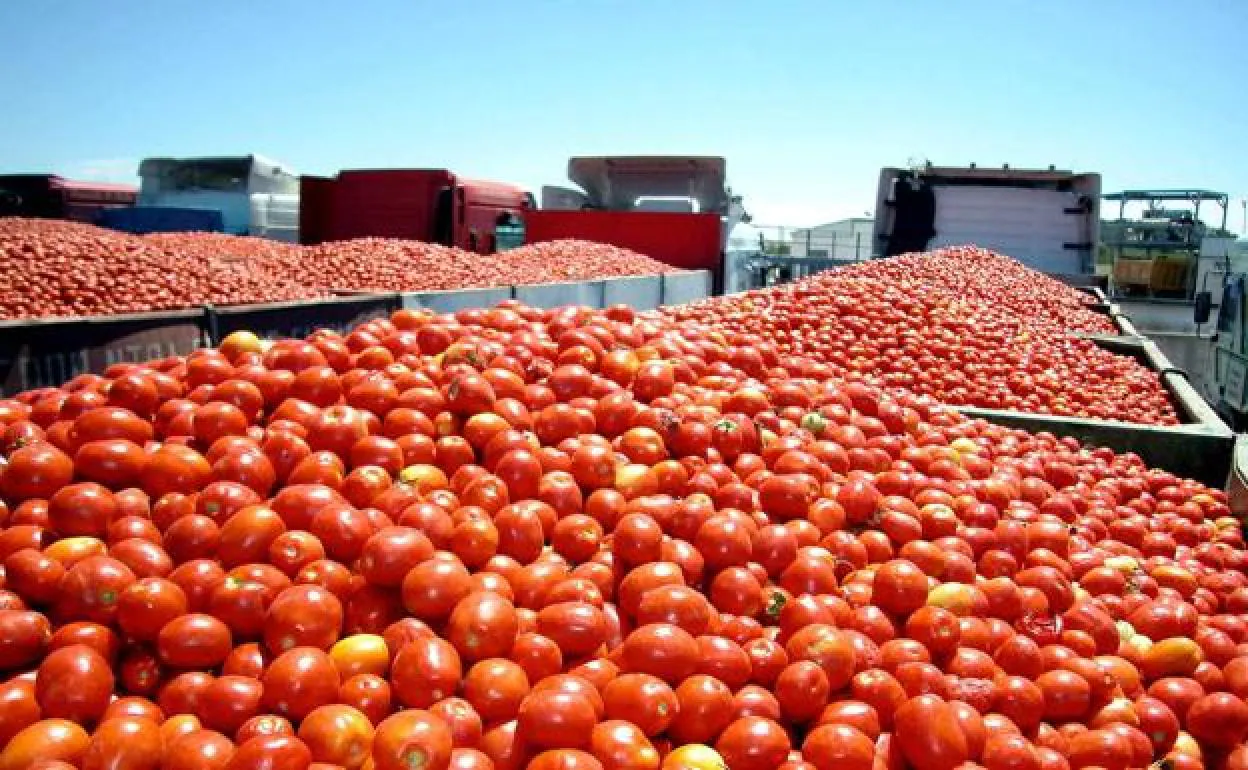 El tomate extremeño cierra un año con buenos resultados, según Acopaex