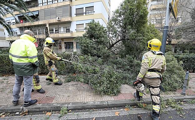 Los bomberos han retirado un árbol caído en la avenida Hernán Cortés de Cáceres